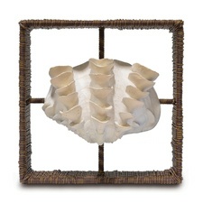 q how to make framed sea shell art, crafts, diy, how to, wall decor, Framed shell How to make the sticks go away