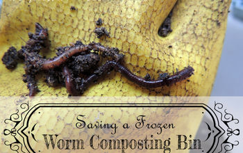 Saving a Frozen Worm Composting Bin and Everything You Need to Know About Worm Composting