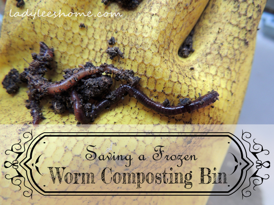 tips for worm composting, composting, gardening, go green, homesteading