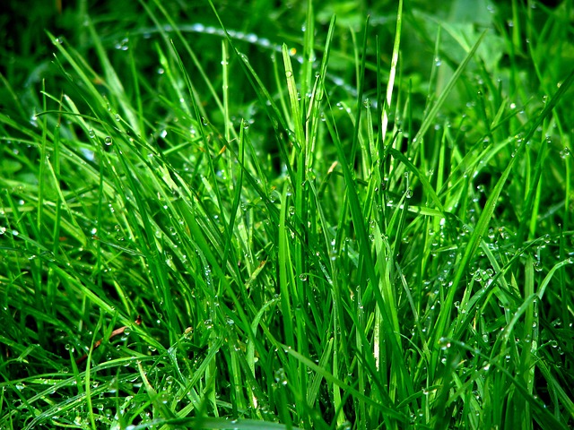 finding the best grass for a lawn