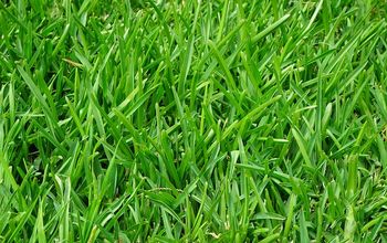 Finding the Best Grass for a Lawn