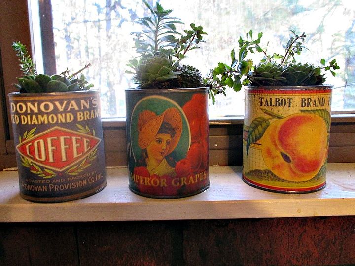 creative containers for succulents, container gardening, flowers, gardening, repurposing upcycling, succulents, Vintage coffee fruit and vegetable cans