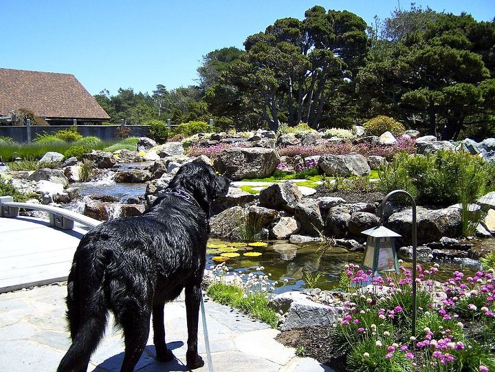front entry pond, ponds water features, Daisy the pond dog guarding the pond