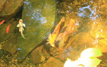 Ecosystem Fish Ponds