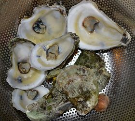 how to make a quick gift gold oyster dish, crafts, home decor, repurposing upcycling