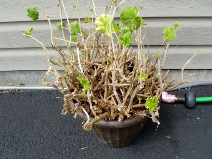 how to save and store geraniums, flowers, gardening, how to, storage ideas