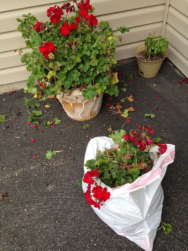 how to save and store geraniums, flowers, gardening, how to, storage ideas