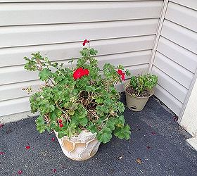 how to save and store geraniums, flowers, gardening, how to, storage ideas
