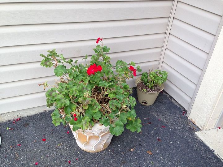 how to save and store geraniums, flowers, gardening, how to, storage ideas
