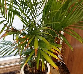 what can i do to keep my indoor plant green, diy, flowers, gardening, home decor, how to, I m not sure why plants turning brown