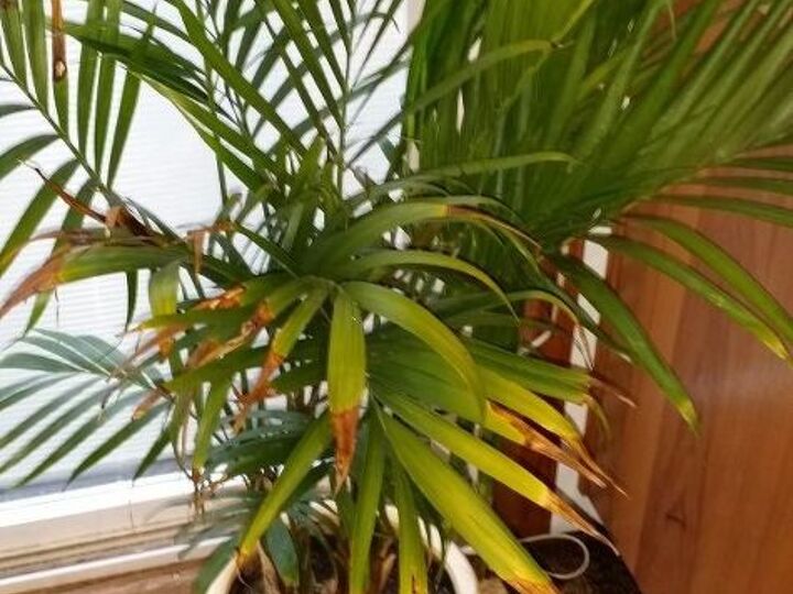 what can i do to keep my indoor plant green, diy, flowers, gardening, home decor, how to, I m not sure why plants turning brown