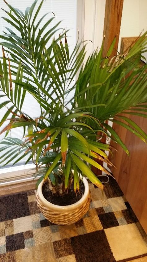 what can i do to keep my indoor plant green, diy, flowers, gardening, home decor, how to, I m not sure why plants turning brown