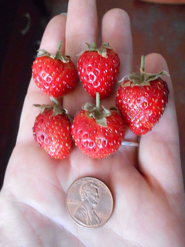 what to use when growing your own strawberries, gardening