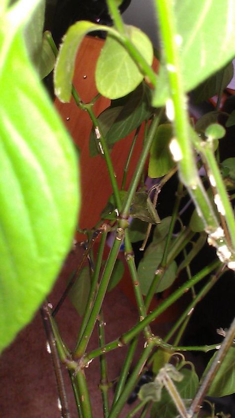 shrimp plant