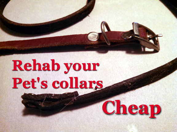 rehab your pet s collars cheap, pets animals