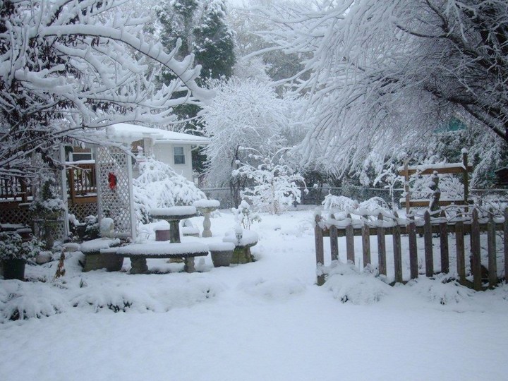 my showy snowy garden in grover nc, gardening