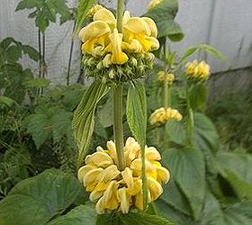 q how to recognize a phlomis perennial plant, flowers, gardening, perennial, The blooms stack up