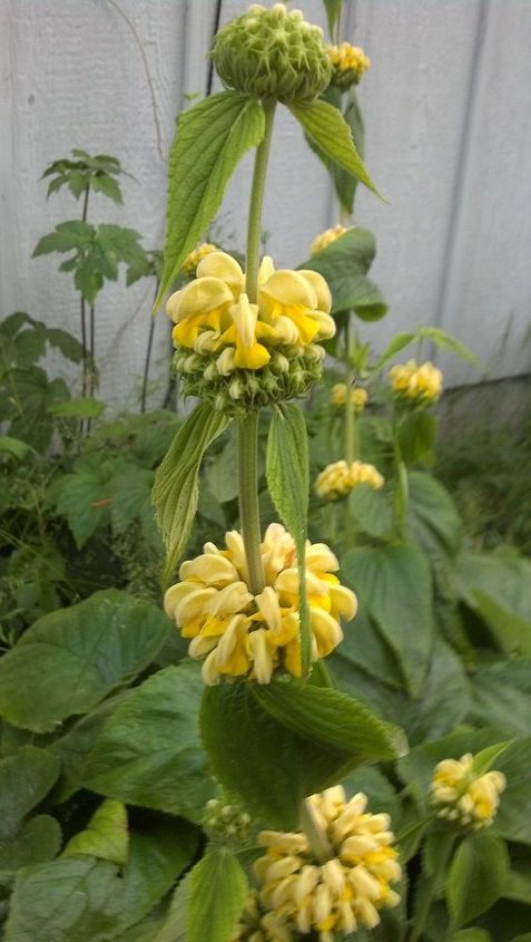 q how to recognize a phlomis perennial plant, flowers, gardening, perennial, The blooms stack up