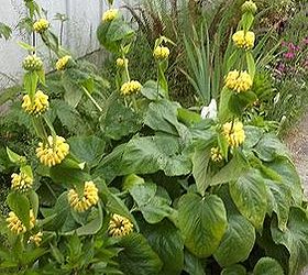 q how to recognize a phlomis perennial plant, flowers, gardening, perennial, The leaves at the bottom are large