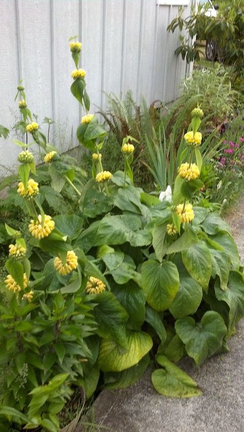 q how to recognize a phlomis perennial plant, flowers, gardening, perennial, The leaves at the bottom are large