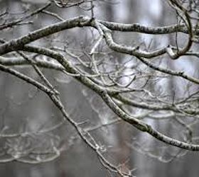 DIY Iced Winter Branches Hometalk
