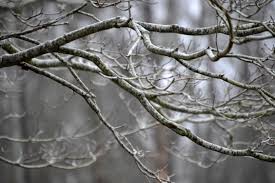 ramos de inverno fosco diy para moedas de um centavo ou grtis
