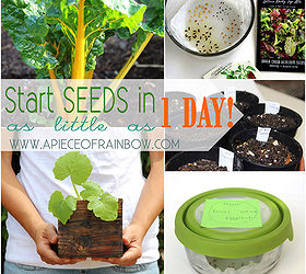 how to start seeds in as little as one day, diy, gardening, homesteading, how to, outdoor living