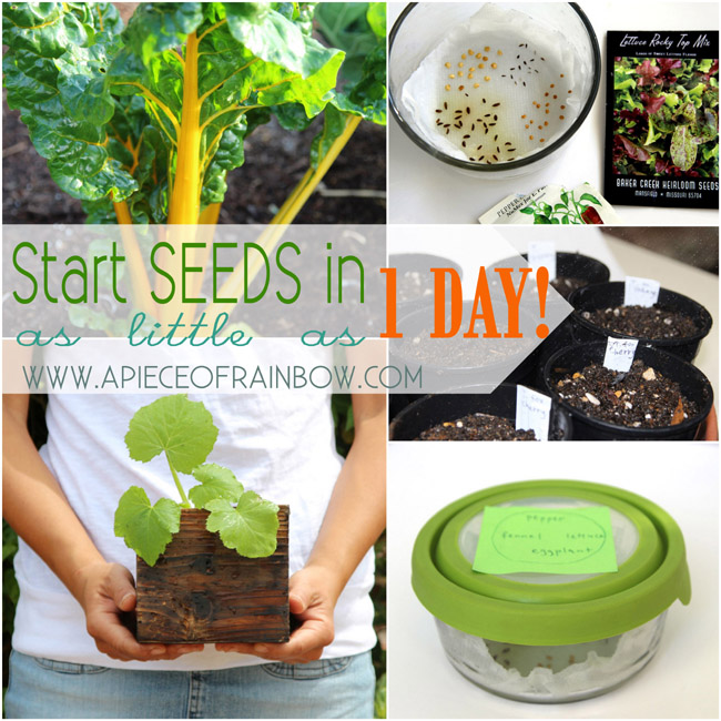 how to start seeds in as little as one day, diy, gardening, homesteading, how to, outdoor living
