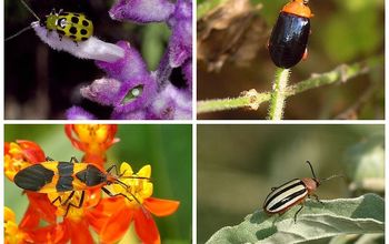  Plantas nativas e insetos: uma conexão vital