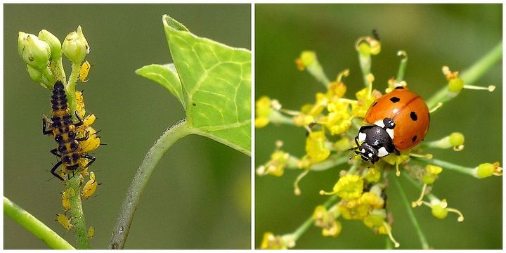plantas nativas e insetos uma conexo vital