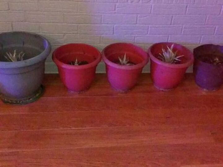 q types of flowers best to grow in pots in sunroom, container gardening, flowers, gardening, home decor, outdoor living