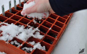 ¡Semillas de siembra de invierno en la nieve!