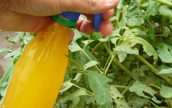 7 Homemade Natural Pesticides To Keep Garden Pests at Bay