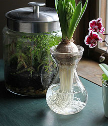 gardening indoors 3 ways to use the beauty benefit of glass, gardening, home decor