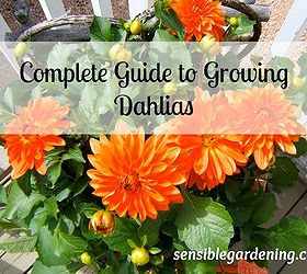 complete guide to growing dahlias, gardening