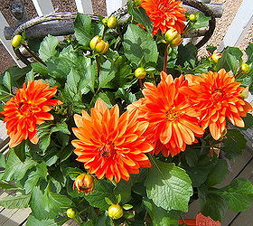 Complete Guide to Growing Dahlias