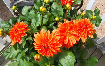 Complete Guide to Growing Dahlias