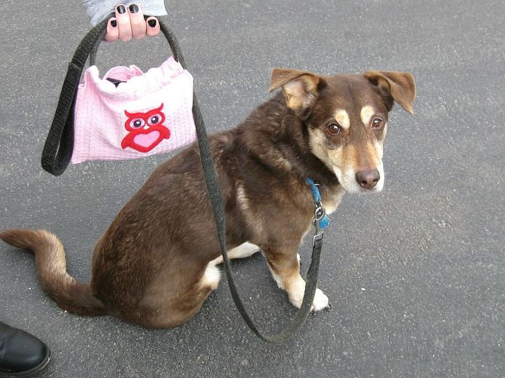 diy dog waste bag holder, crafts, how to, pets animals