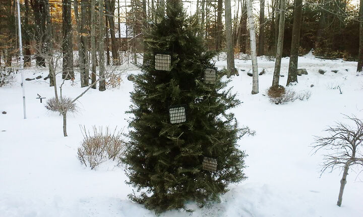 recycled christmas tree bird feeder, outdoor living