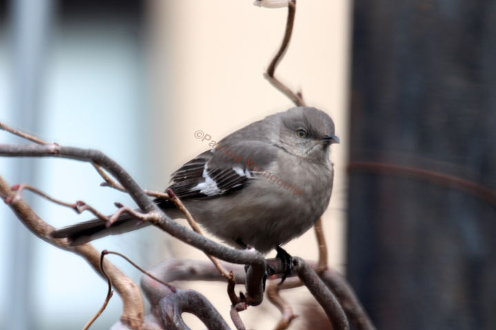 sounds of silence northern mockingbirds in the winter, container gardening, gardening, outdoor living, pets animals, Northern Mockingbird on Contorted Hazelnut 1