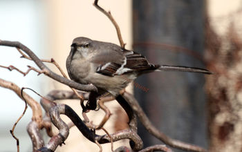 Sounds of Silence: Northern Mockingbirds in the Winter