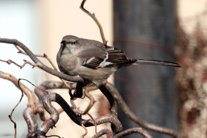 sounds of silence northern mockingbirds in the winter, container gardening, gardening, outdoor living, pets animals, Northern Mockingbird on Contorted Hazelnut 2