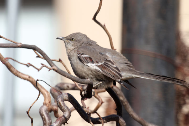 sounds of silence northern mockingbirds in the winter, container gardening, gardening, outdoor living, pets animals, Northern Mockingbird on Contorted Hazelnut 4