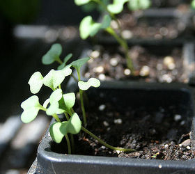 Best Lighting Solutions to Start Seeds Indoors