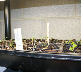 best lighting solutions to start seeds indoors, gardening, homesteading, how to