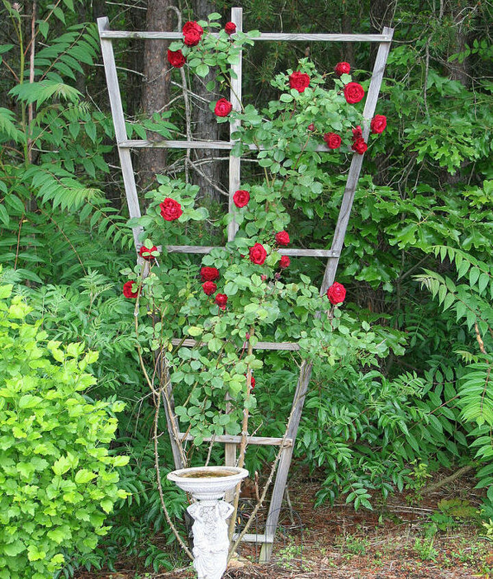 how to build a trellis for climbing roses flowers gardening how to