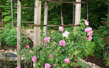 How to Build a Trellis for Climbing Roses