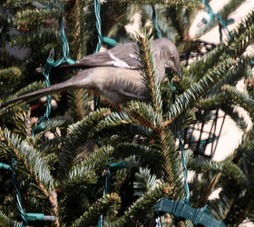 how can i tell the gender of a norhern mockingbird visiting my garden