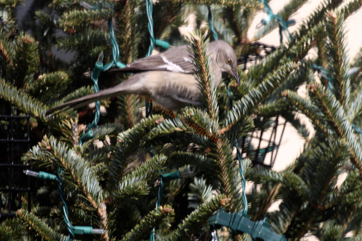 how can i tell the gender of a norhern mockingbird visiting my garden