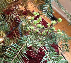 how to replant a christmas tree, christmas decorations, gardening, how to, seasonal holiday decor
